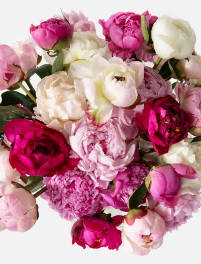 Triple The Grower's Choice Peony